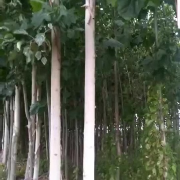 处理5--7公分的法桐