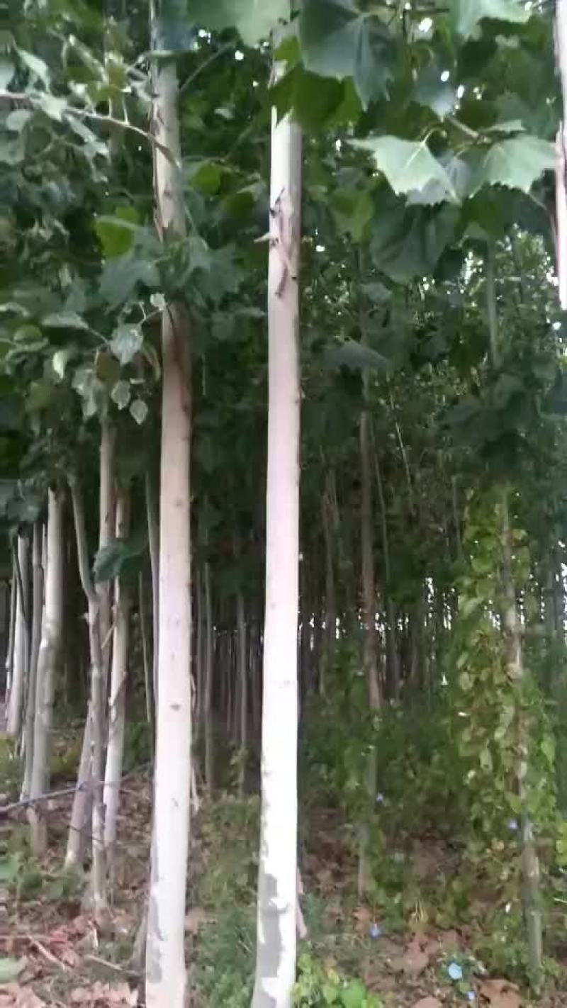 处理5--7公分的法桐