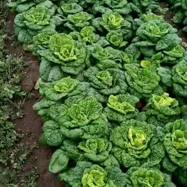 黄心菜，矮帮，颗小，心黄