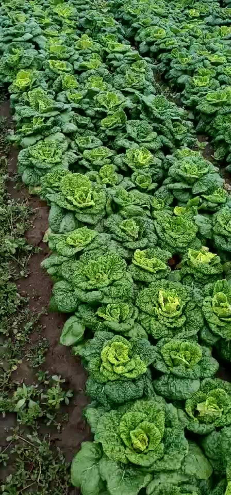 黄心菜，矮帮，颗小，心黄