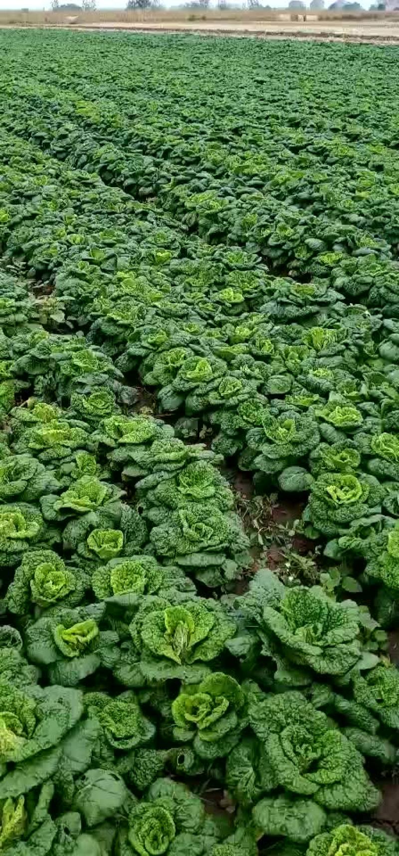 黄心菜，矮帮，颗小，心黄