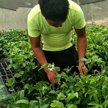 百香果苗