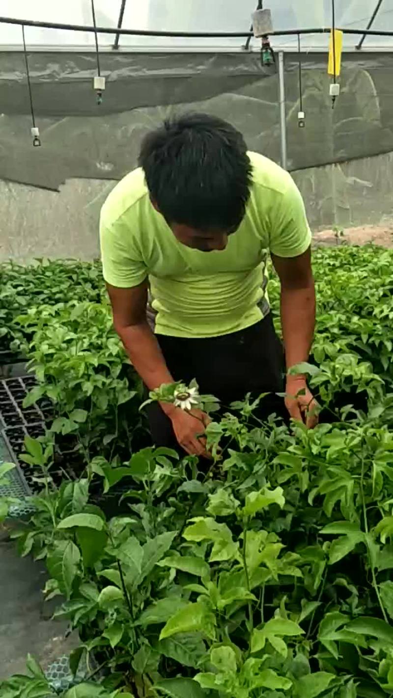 百香果苗