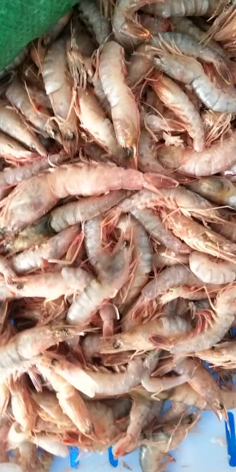 鹰抓虾