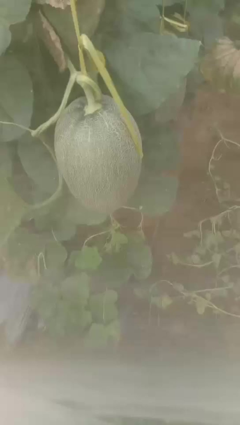 哈密瓜