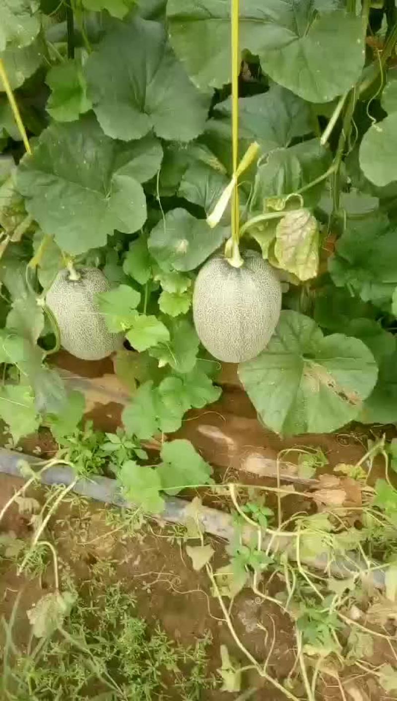 哈密瓜