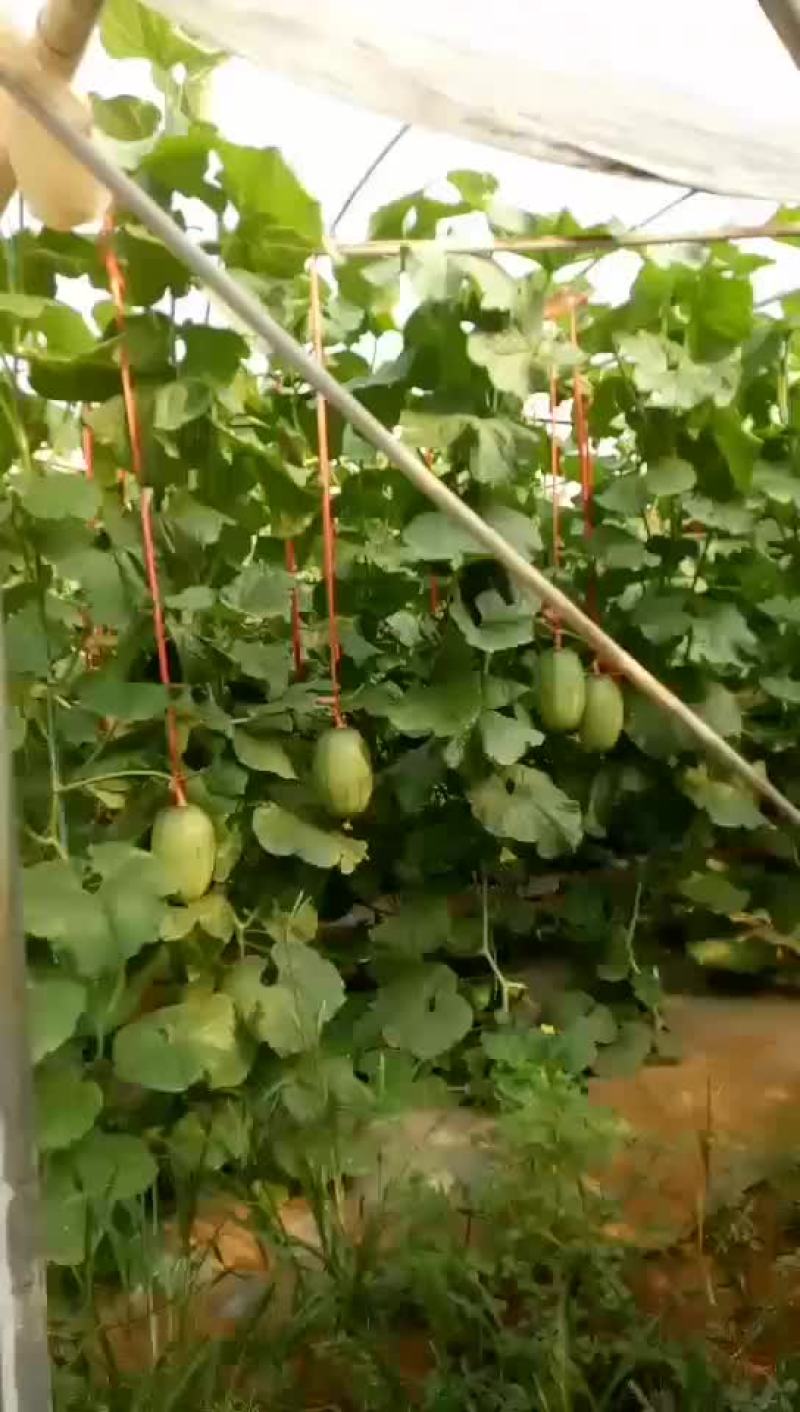 哈密瓜