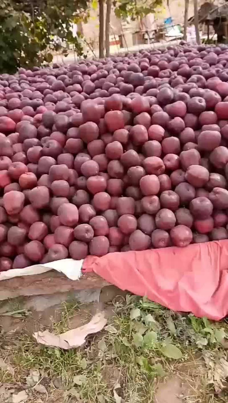 甘肃红星苹果，还在大量供应，需要的客商联系我