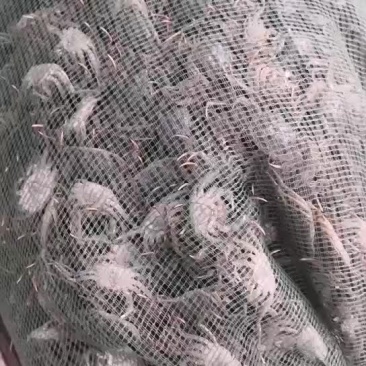 大宗批发大闸蟹苗河蟹苗