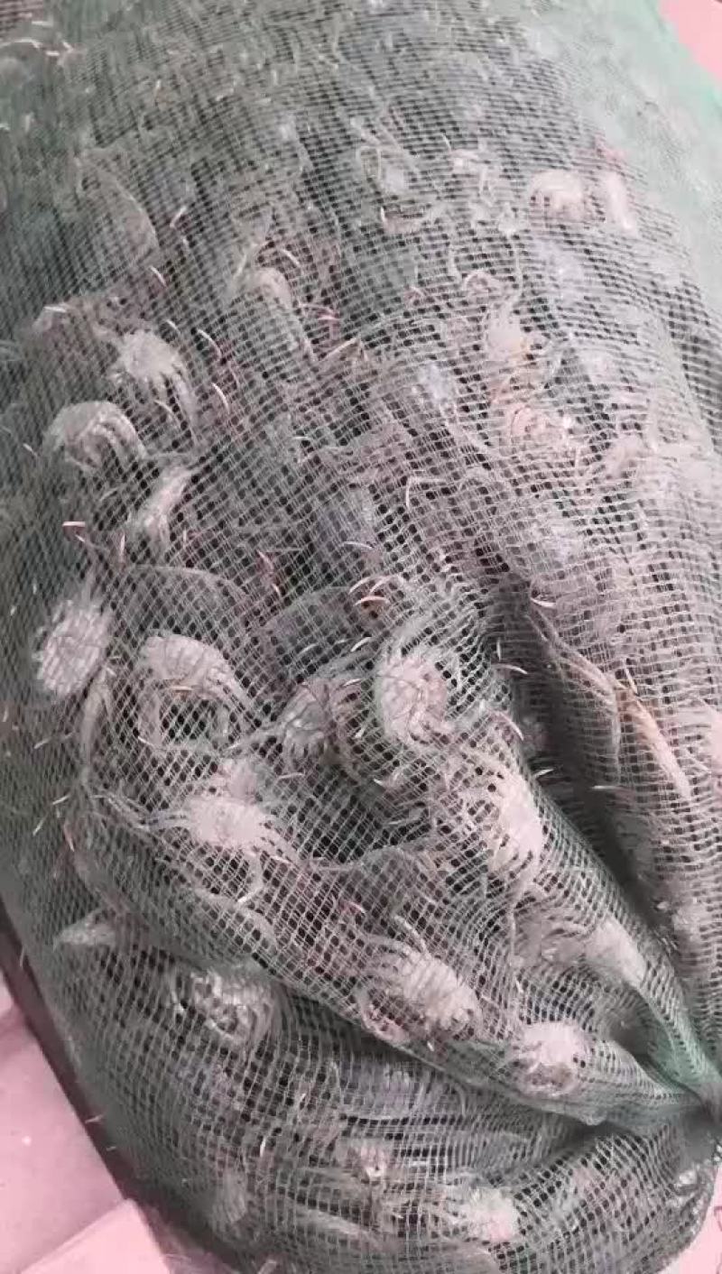 大宗批发大闸蟹苗河蟹苗