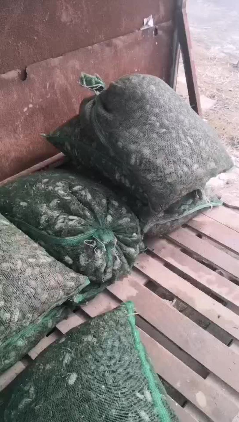 大宗批发大闸蟹苗河蟹苗