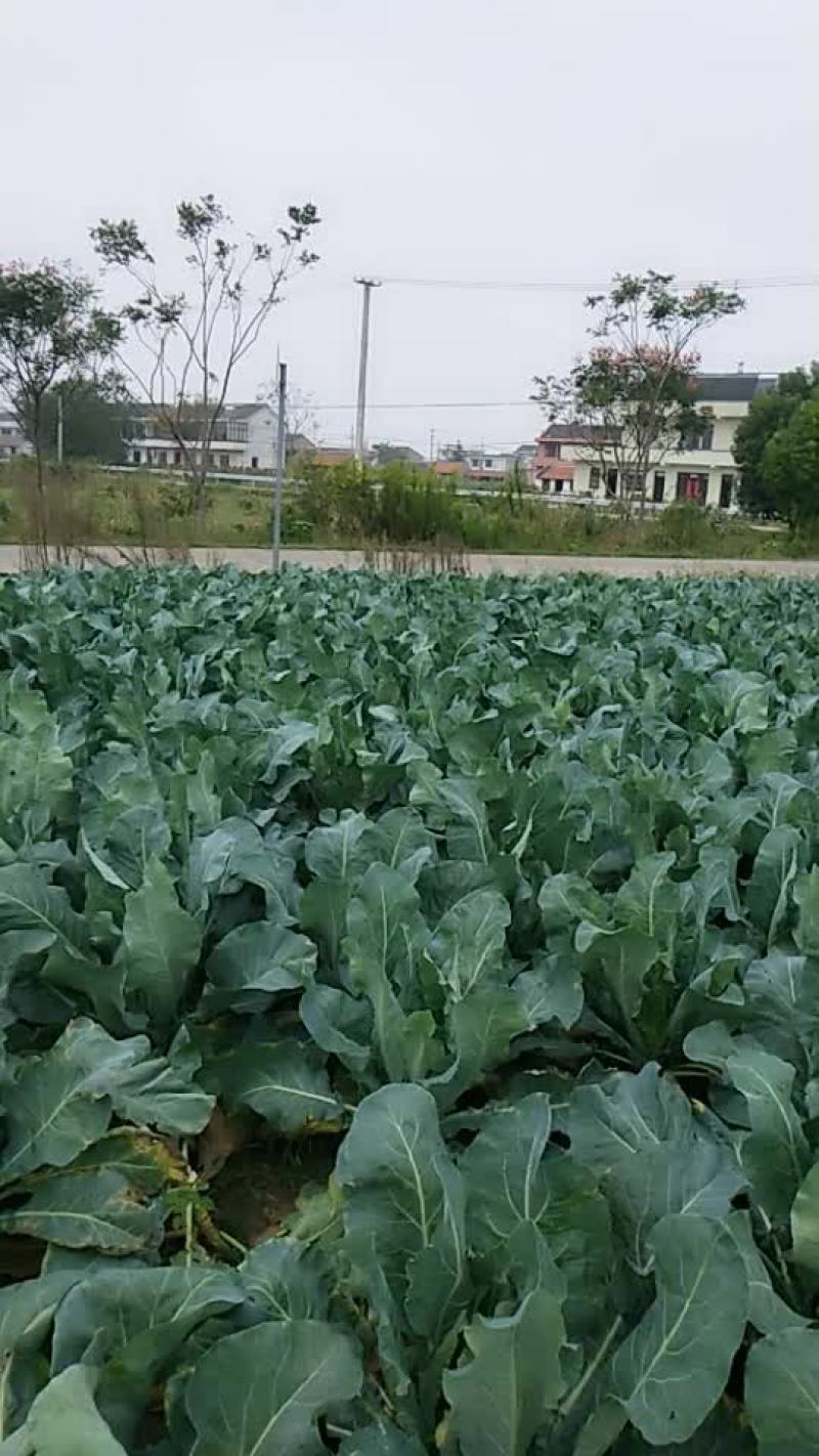白面青梗有机花菜