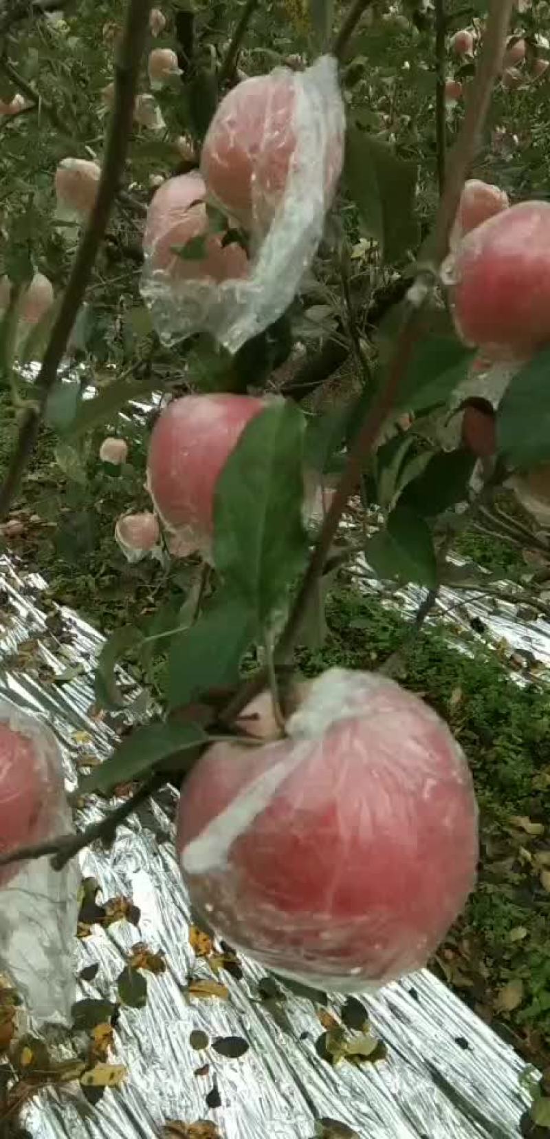 大量出售高山红富士萍果