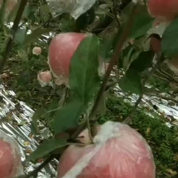 大量出售高山红富士萍果