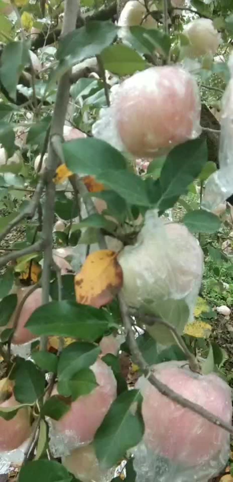 大量出售高山红富士萍果