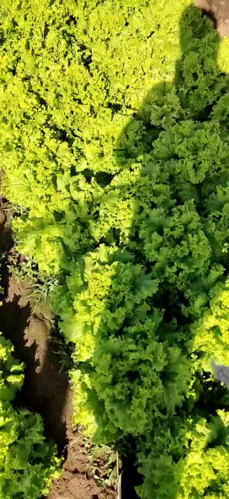 【散叶生菜】山东潍坊产区直发，量大从优欢迎来电订购