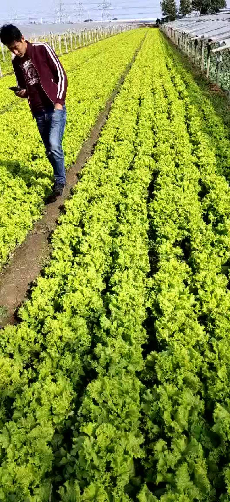 【散叶生菜】山东潍坊产区直发，量大从优欢迎来电订购