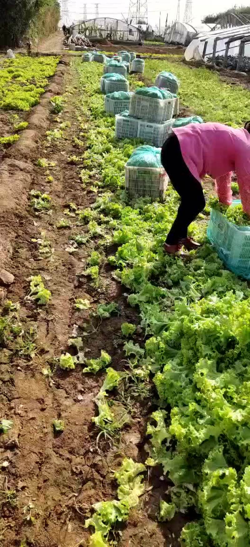 【散叶生菜】山东潍坊产区直发，量大从优欢迎来电订购