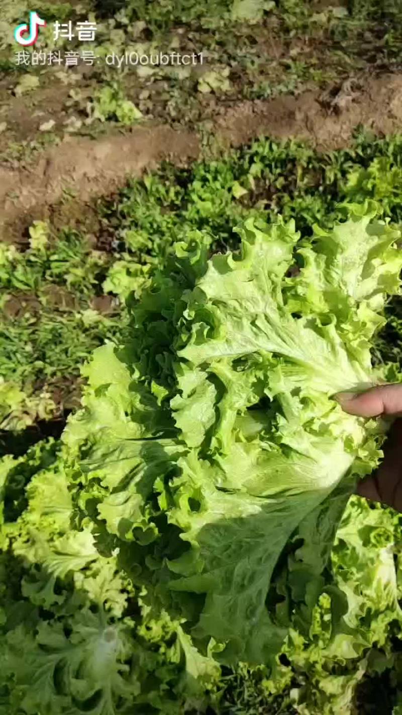 【散叶生菜】山东潍坊产区直发，量大从优欢迎来电订购