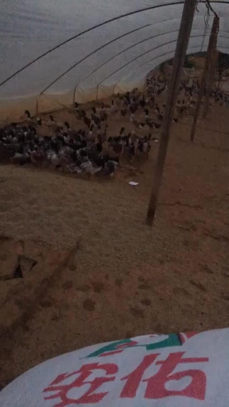 青头公鸭