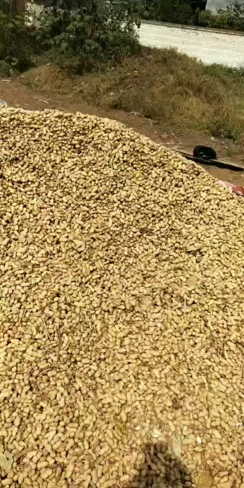 优质通货花生，花育十六系列