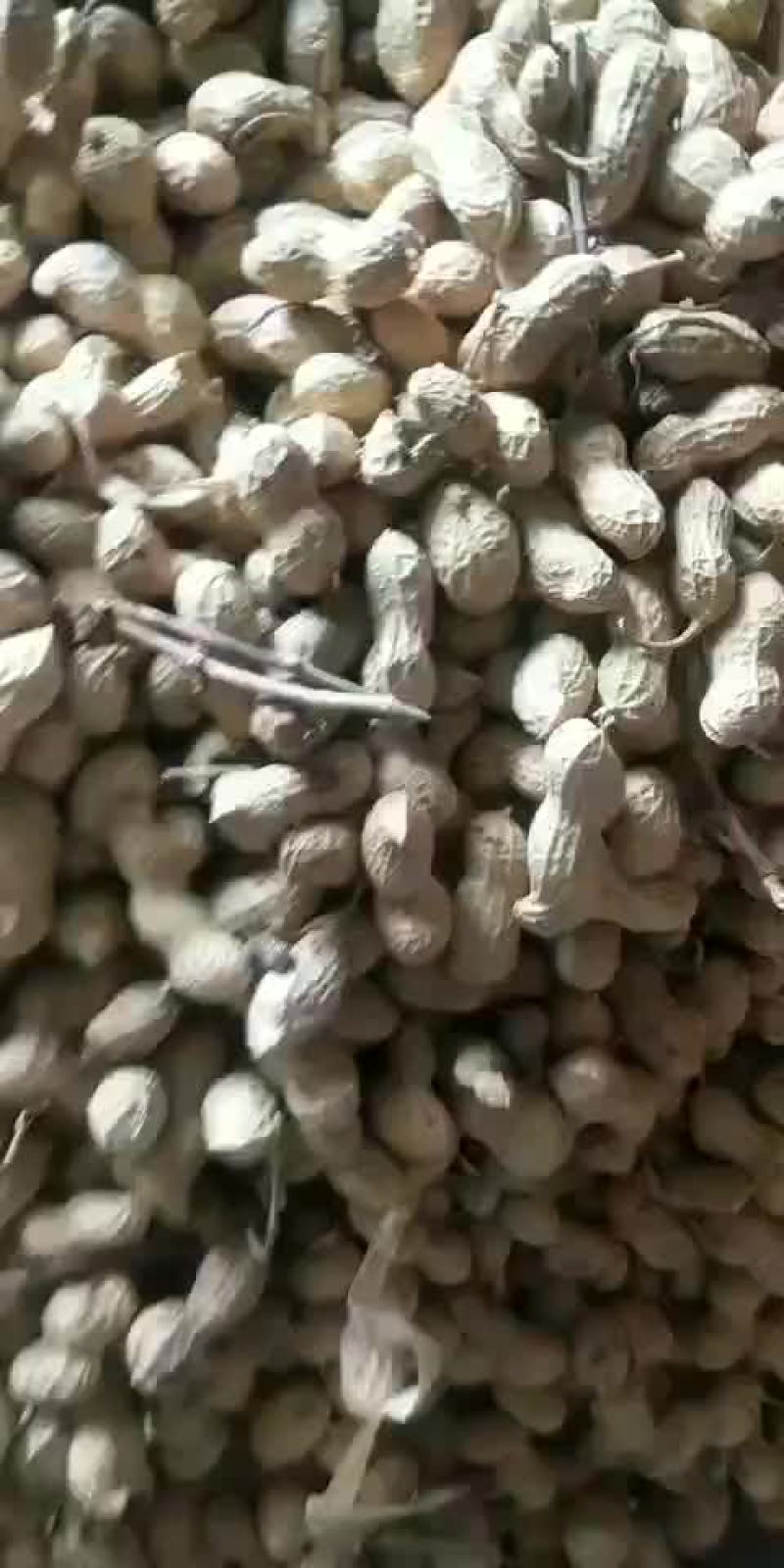 优质通货花生，花育十六系列