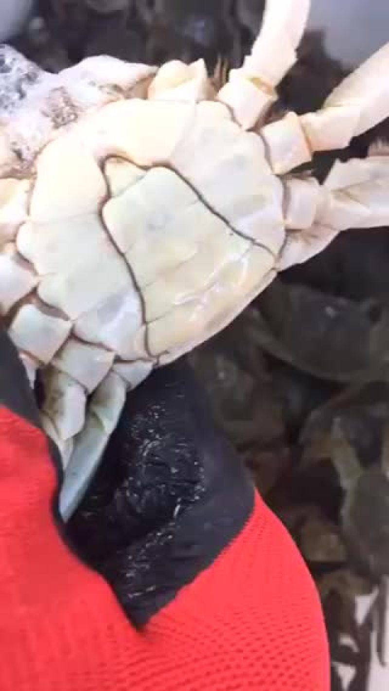 大闸蟹