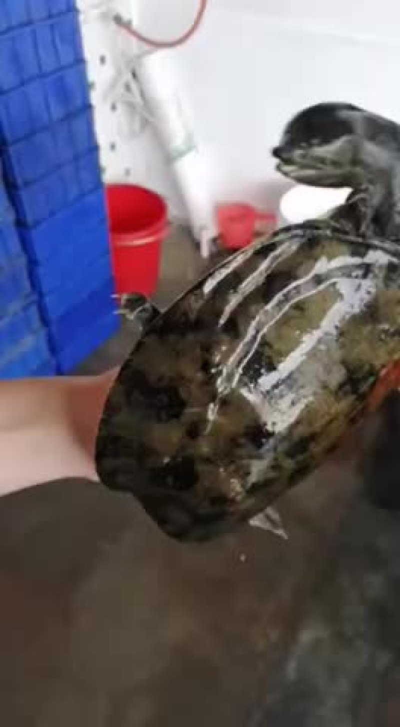 外塘生态中华甲鱼黄花鳖，乌花鳖，老鳖，运到包活