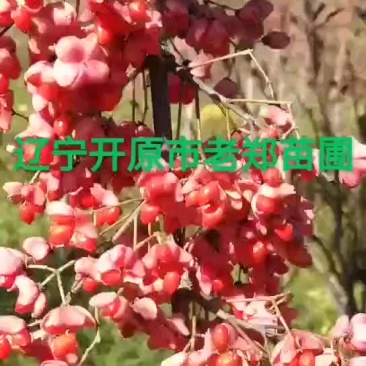 桃叶卫矛
