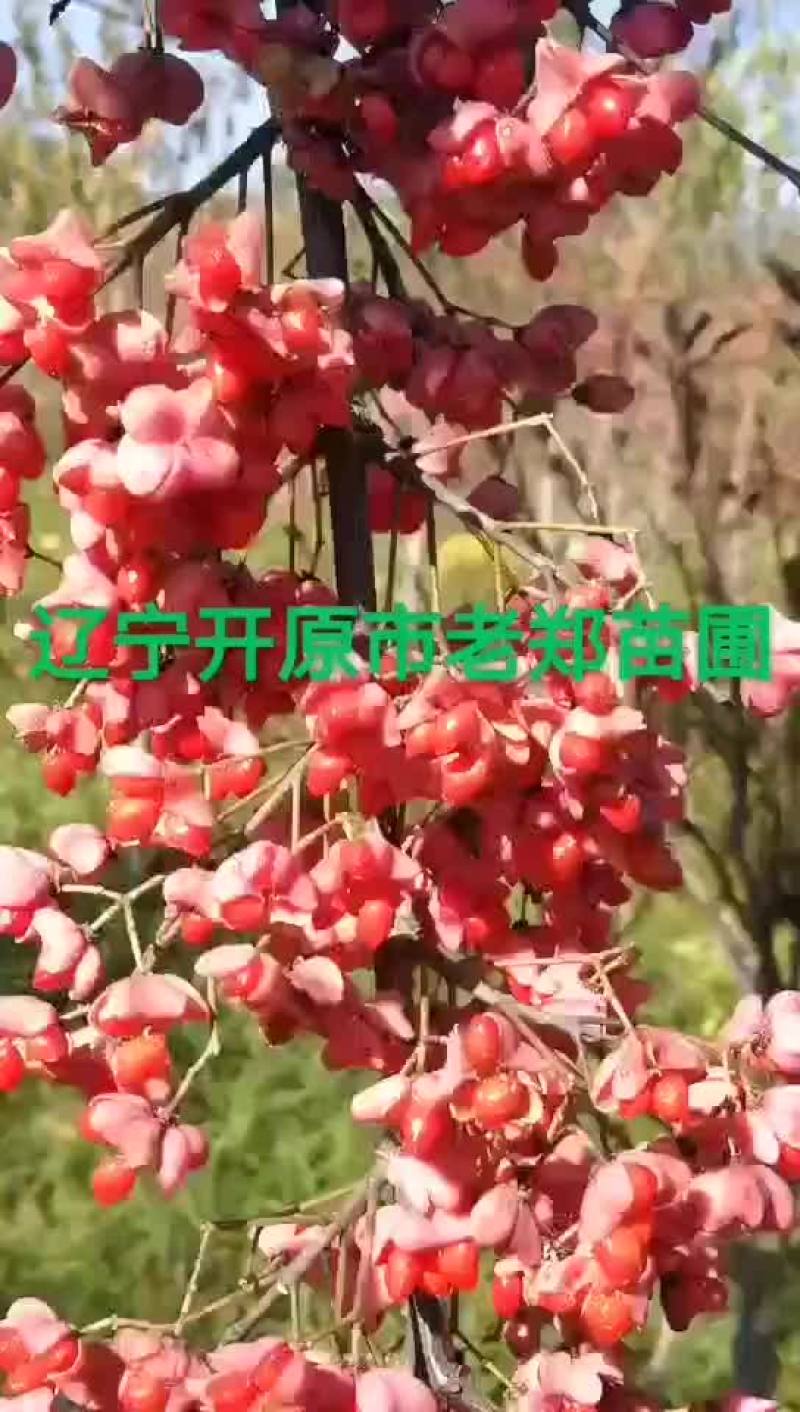 桃叶卫矛