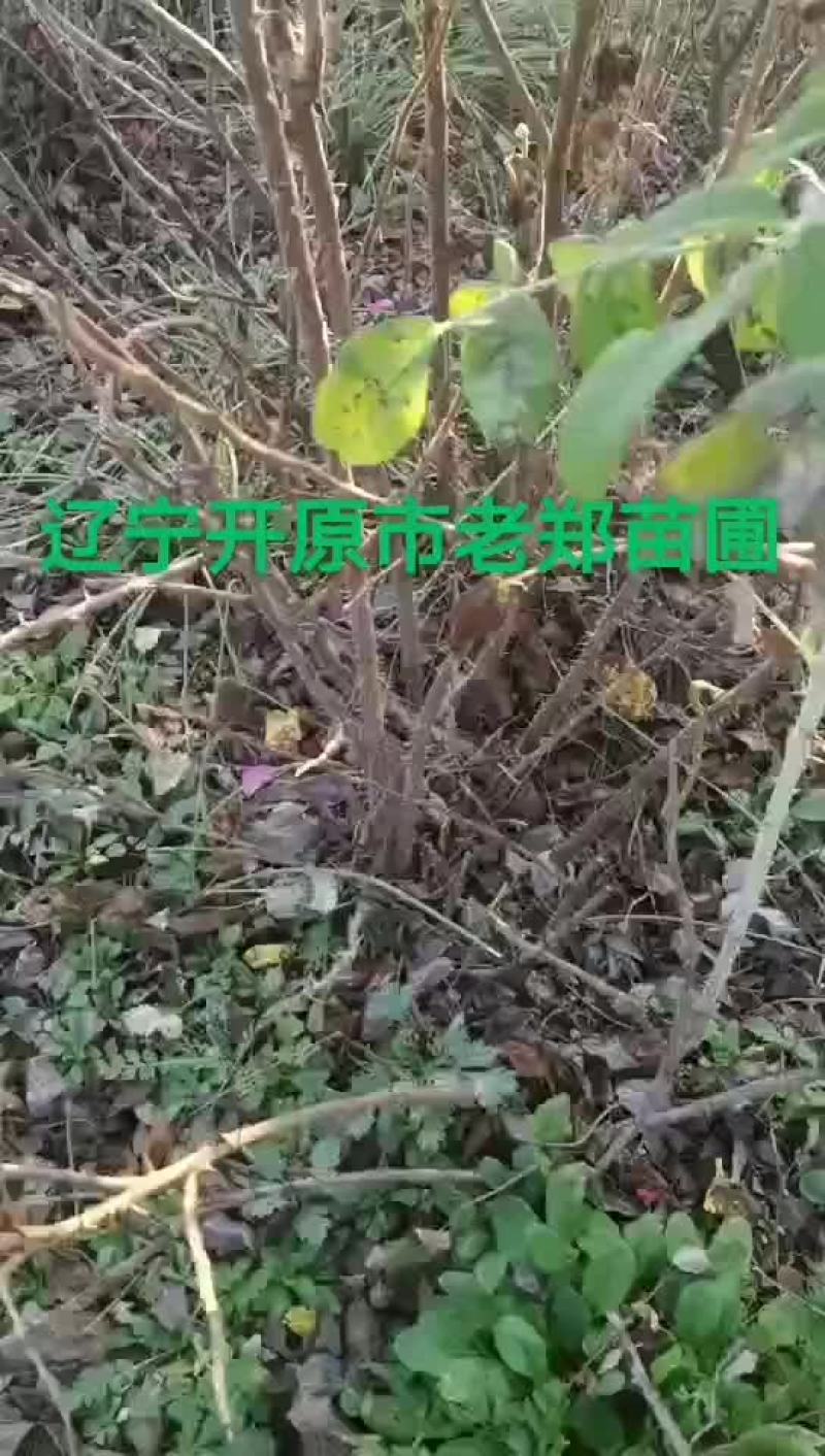 多季玫瑰