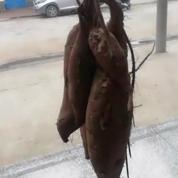 红薯商丘薯19