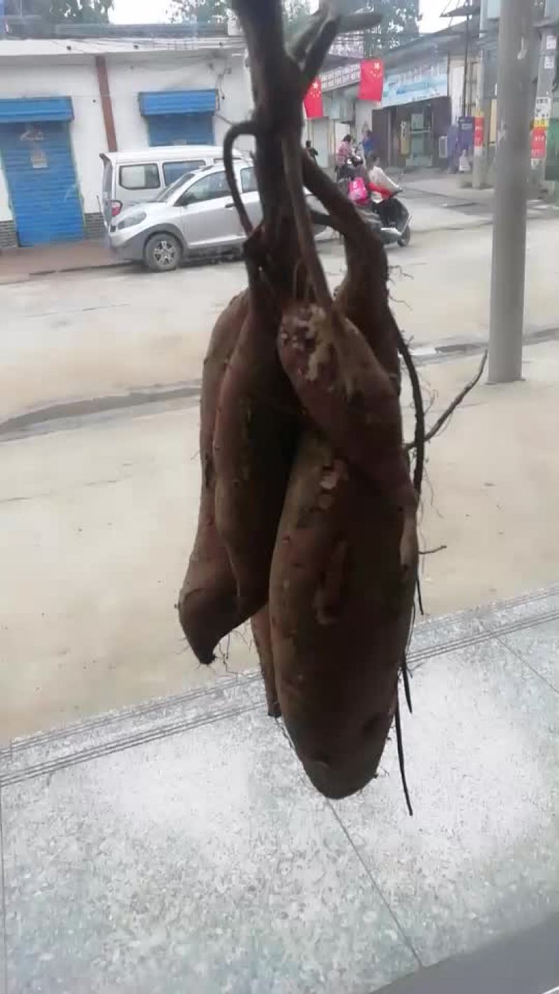 红薯商丘薯19