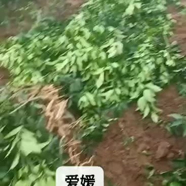 爱媛橙苗