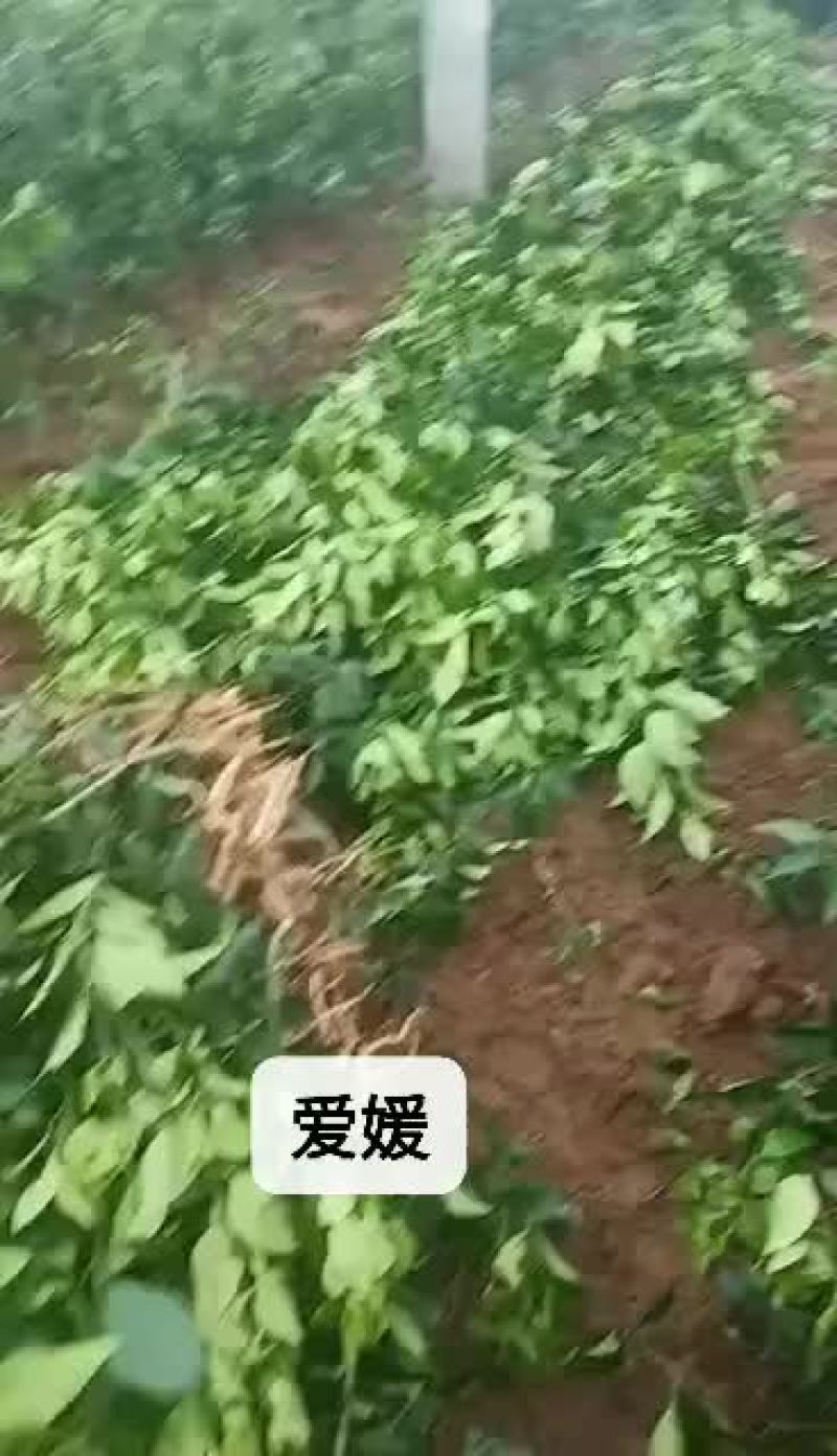 爱媛橙苗