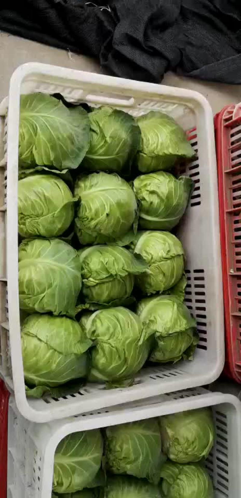 江苏省东台市精品优质奥奇娜包菜，现货大量供应