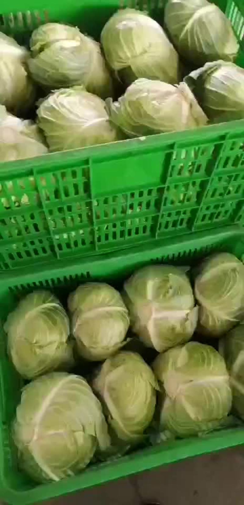江苏省东台市精品优质奥奇娜包菜，现货大量供应
