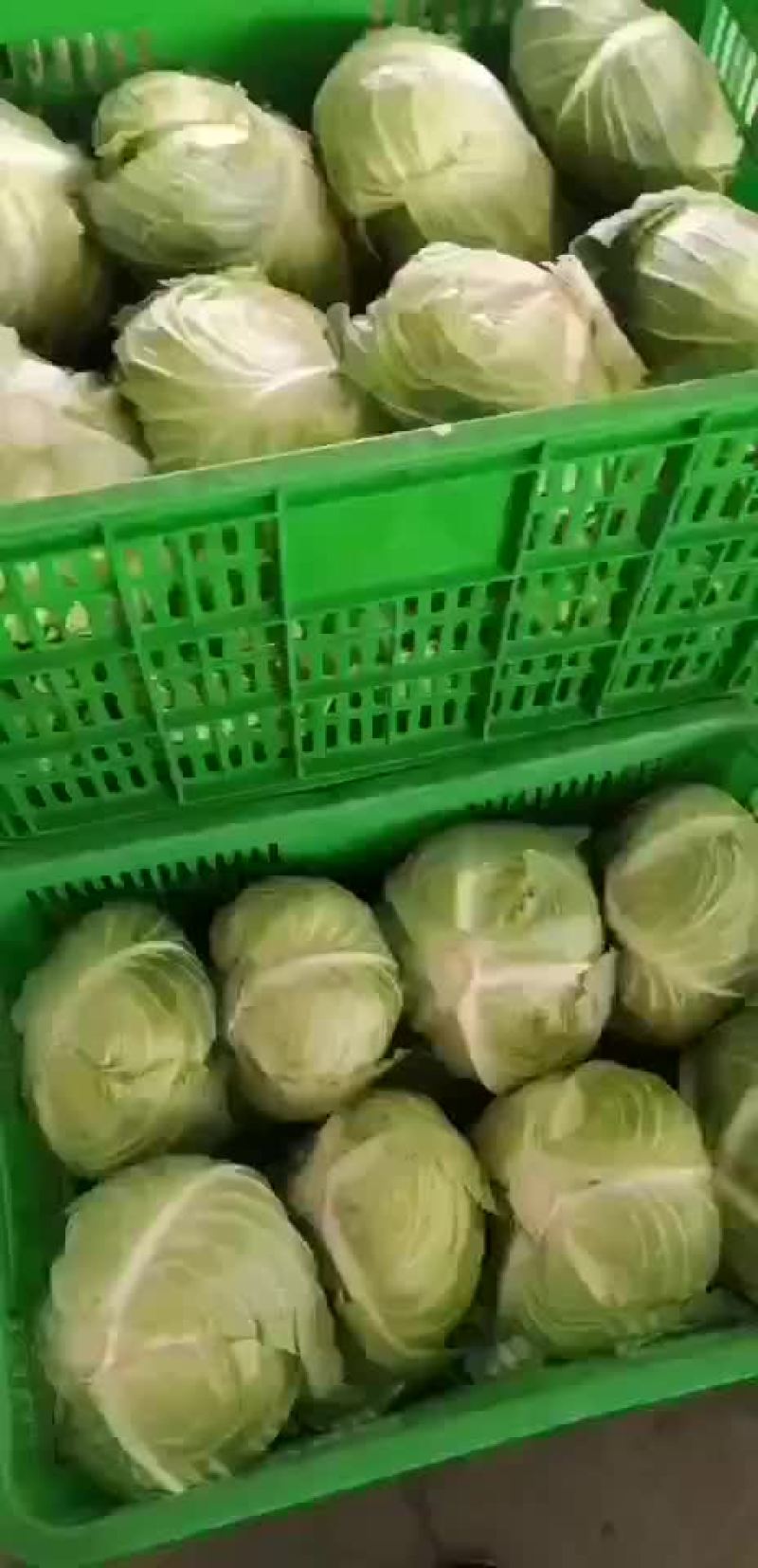 江苏省东台市精品优质奥奇娜包菜，现货大量供应