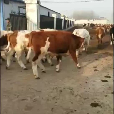 西门塔尔肉牛是一种肉食牛。长势快易式养。