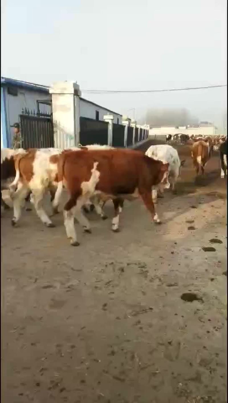 西门塔尔肉牛是一种肉食牛。长势快易式养。