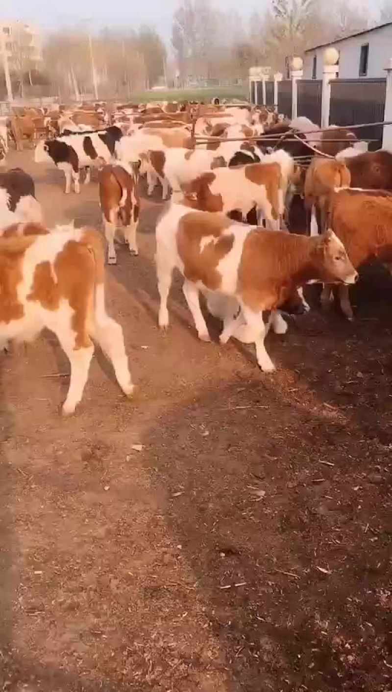 西门塔尔肉牛是一种肉食牛。长势快易式养。