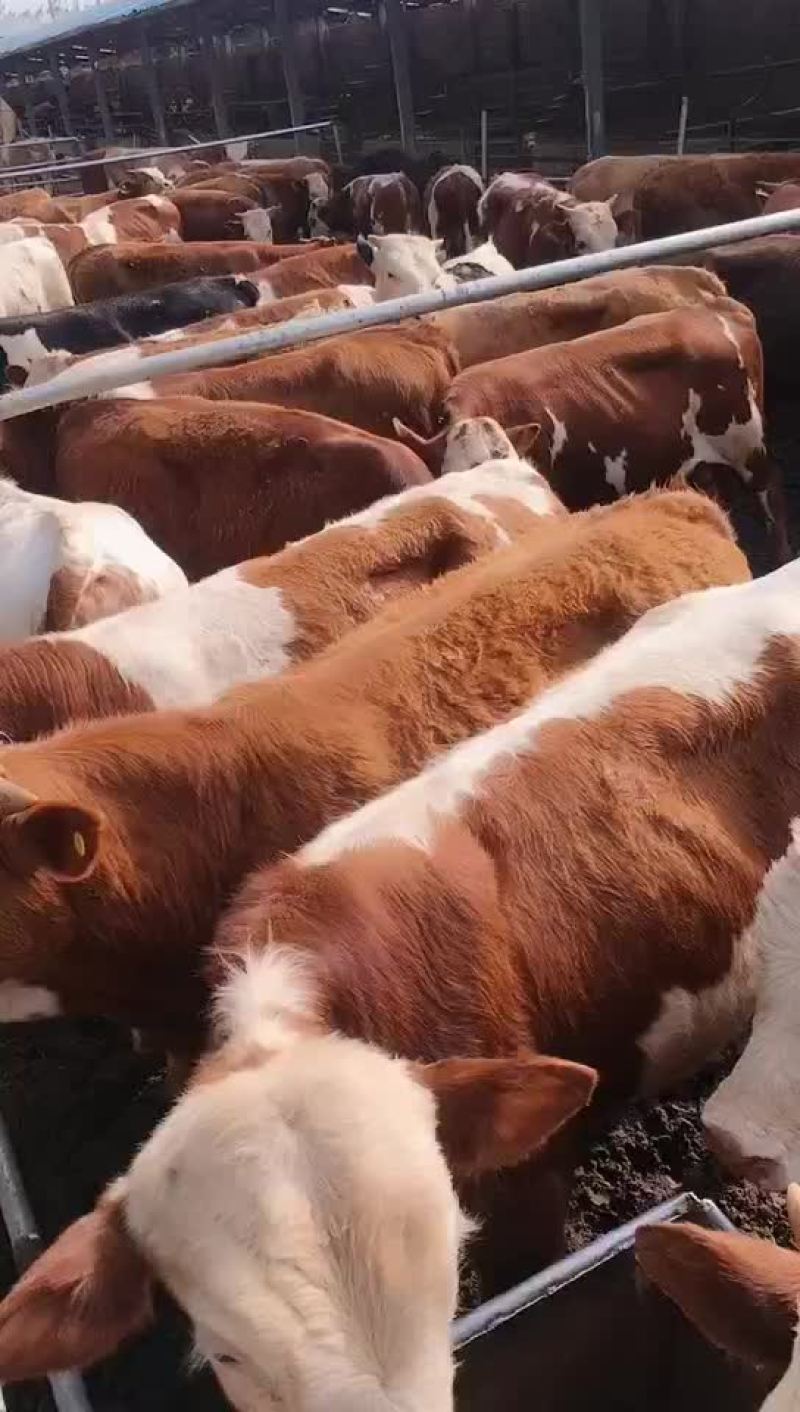 西门塔尔肉牛是一种肉食牛。长势快易式养。