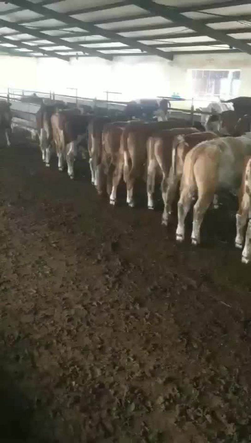 西门塔尔肉牛是一种肉食牛。长势快易式养。