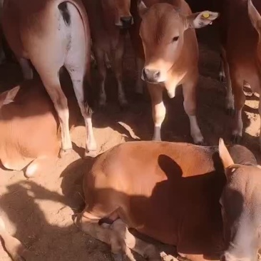 肉牛品种三元杂交牛也是鲁西黄牛