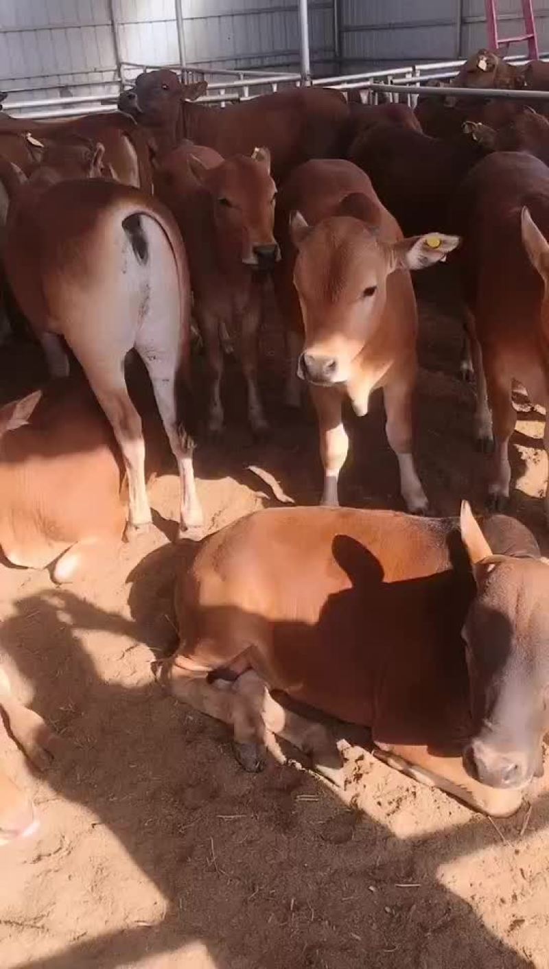 肉牛品种三元杂交牛也是鲁西黄牛