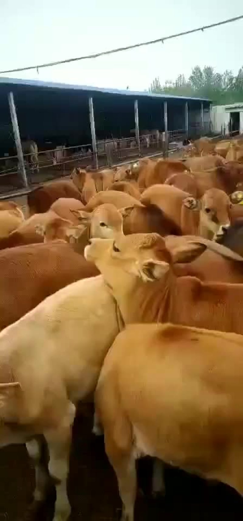 肉牛品种三元杂交牛也是鲁西黄牛