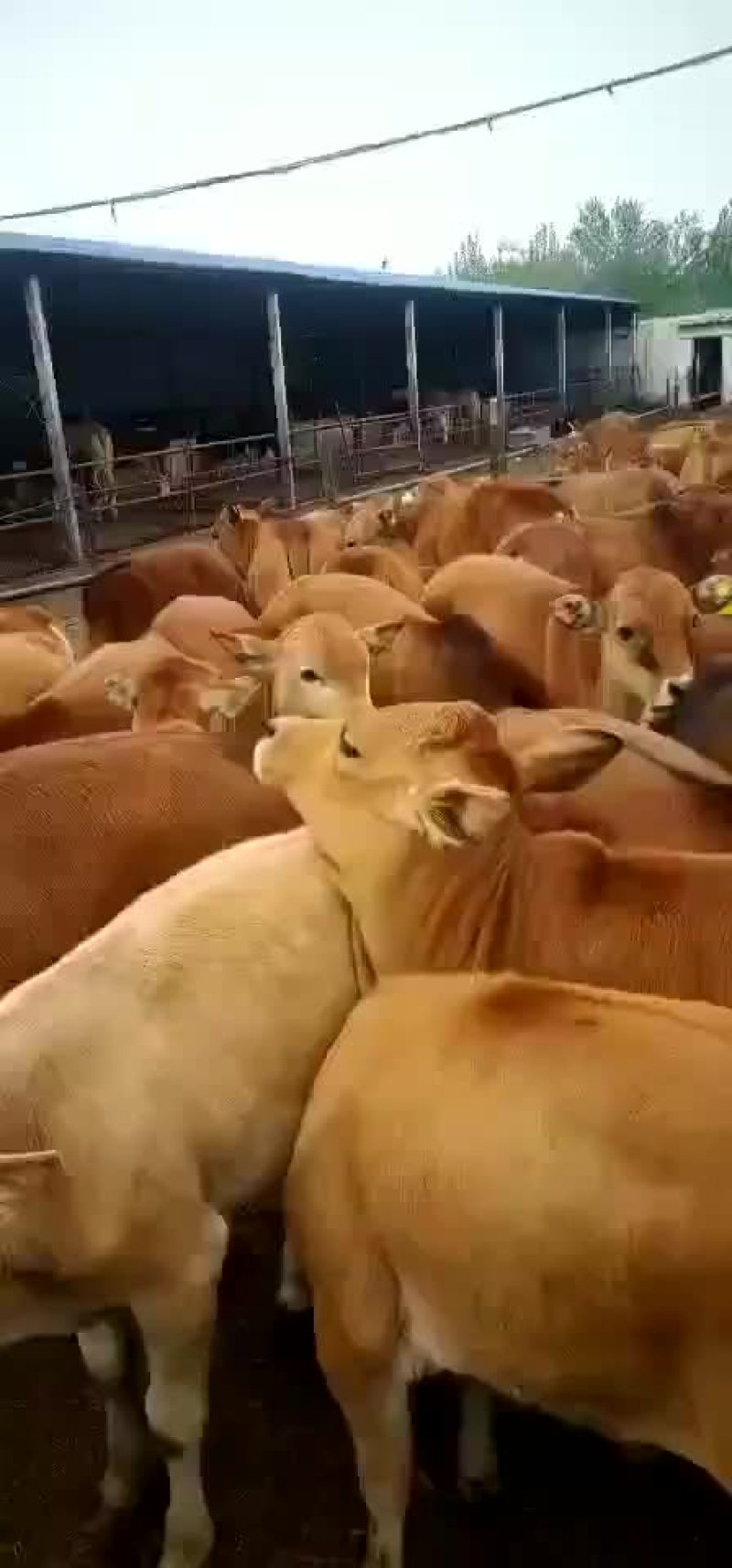 肉牛品种三元杂交牛也是鲁西黄牛