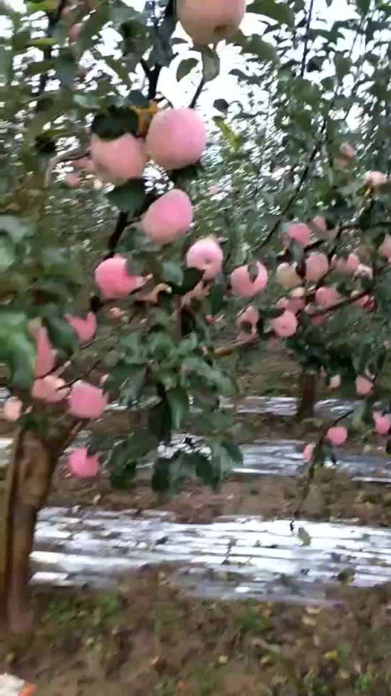 苹果
