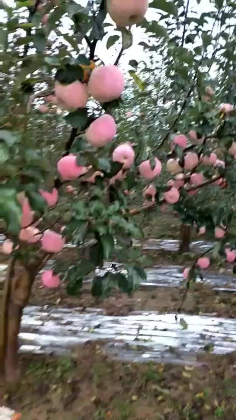 苹果