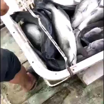鮰鱼精品叉尾鮰鱼